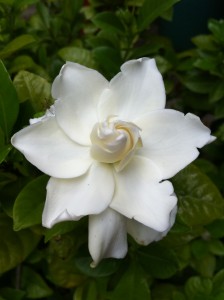 gardenia 33